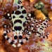 shrimp_coleman_bhr_tam_h_0330_bal6190.jpg